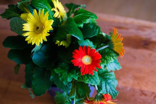 National-Gardening-Month-6-Houseplants-for-Improving-Air-Quality