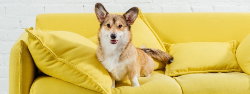 A dog sitting on a couch | Thermostat settings | A Plus Air Conditioning and Refrigeration