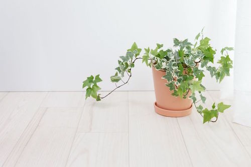 national-gardening-month-6-houseplants-improving-air-quality