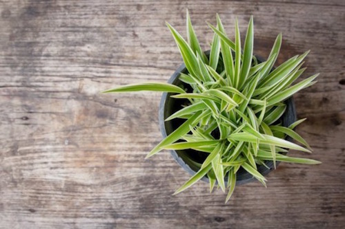 national-gardening-month-6-houseplants-improving-air-quality