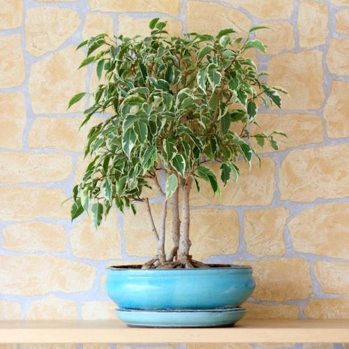 national-gardening-month-6-houseplants-improving-air-quality